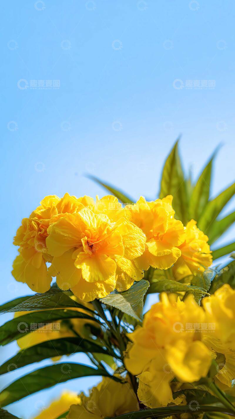 高清大图下载【趣麦麦图】花  赤绒  荣翎  