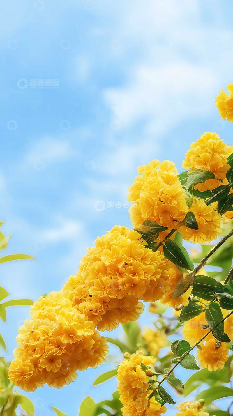 高清大图下载【趣麦麦图】鸡冠花  荣旌  赤翡 