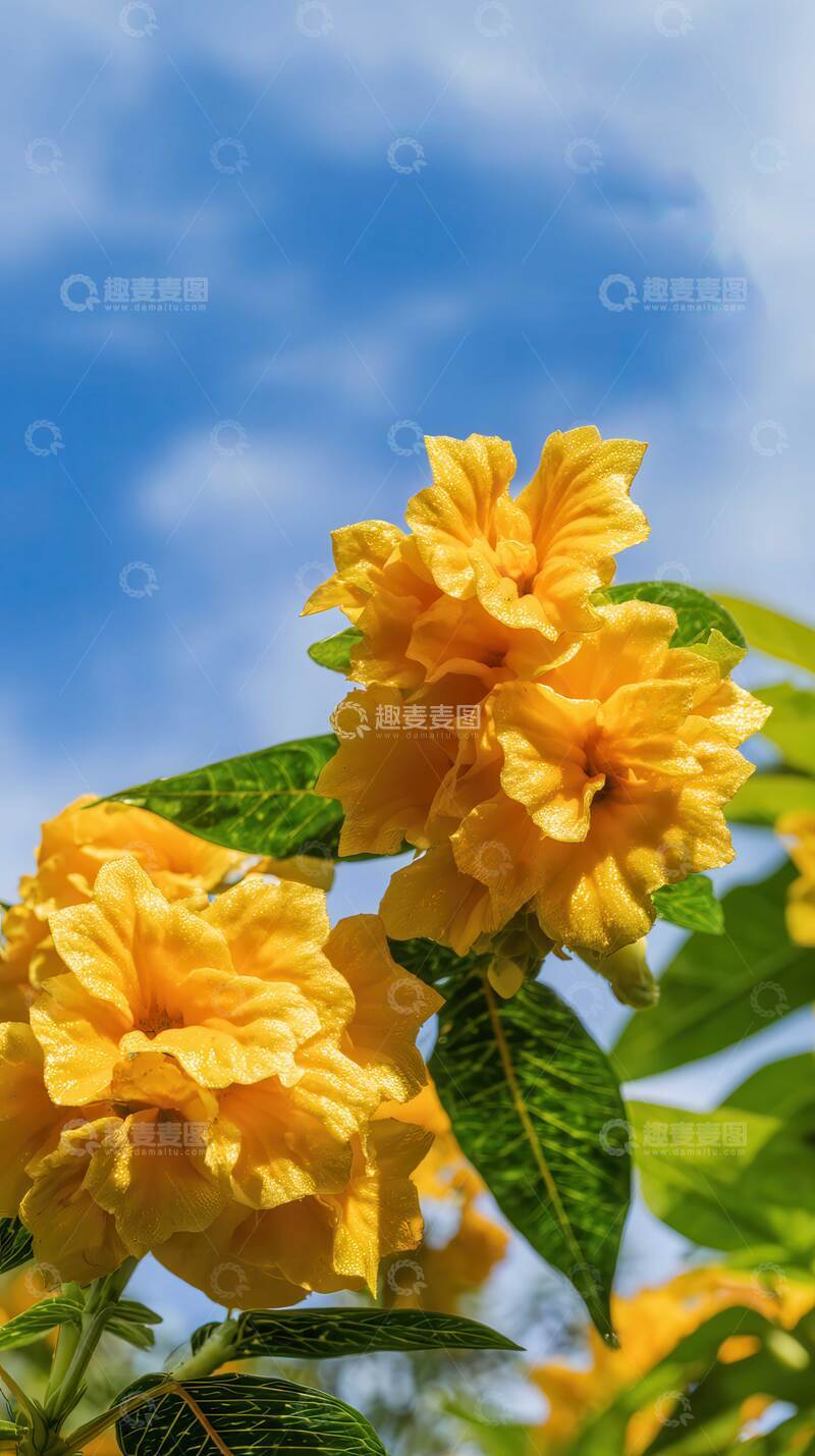 高清大图下载【趣麦麦图】鸡冠花  赤翎  锦旌 