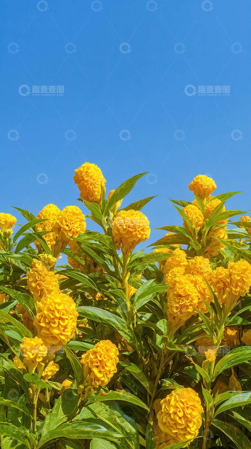 高清大图下载【趣麦麦图】鸡冠花  赤翎  丹焰