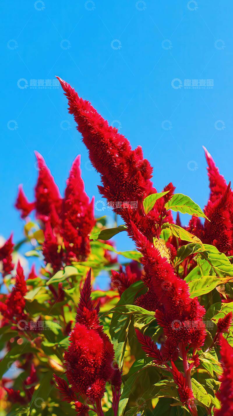 高清大图下载【趣麦麦图】鸡冠花  绛霞  焰舞  