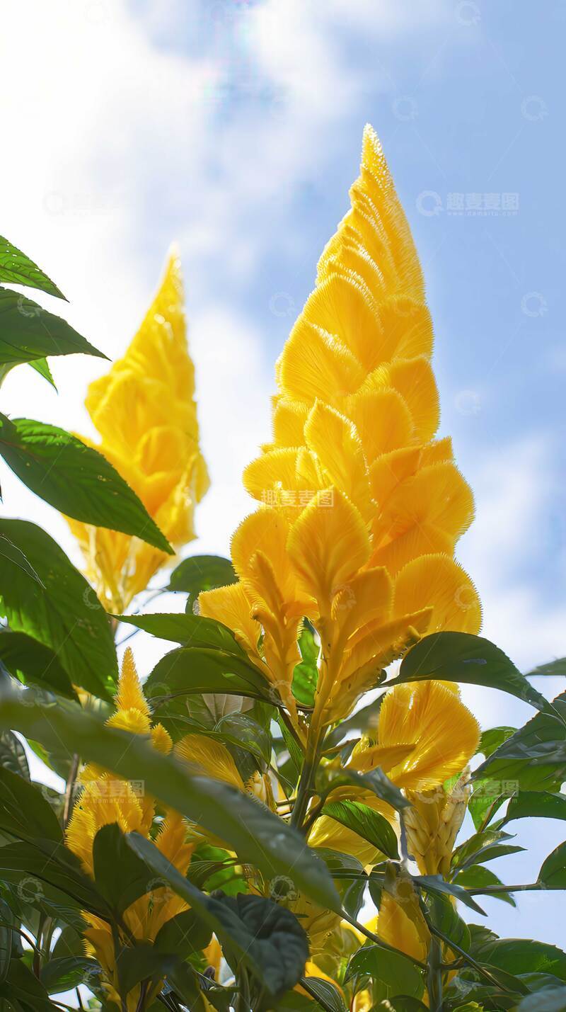 高清大图下载【趣麦麦图】鸡冠花  荣旌 丹绸 