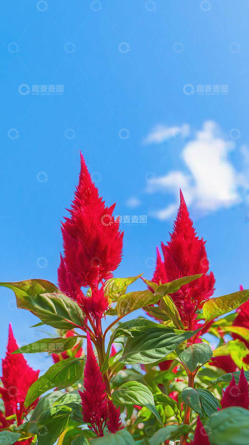 高清大图下载【趣麦麦图】鸡冠花  绛霞  锦羽  