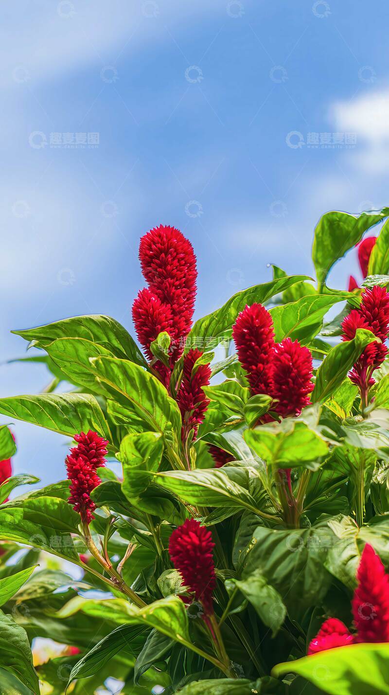 高清大图下载【趣麦麦图】鸡冠花  绛霞  冠群  