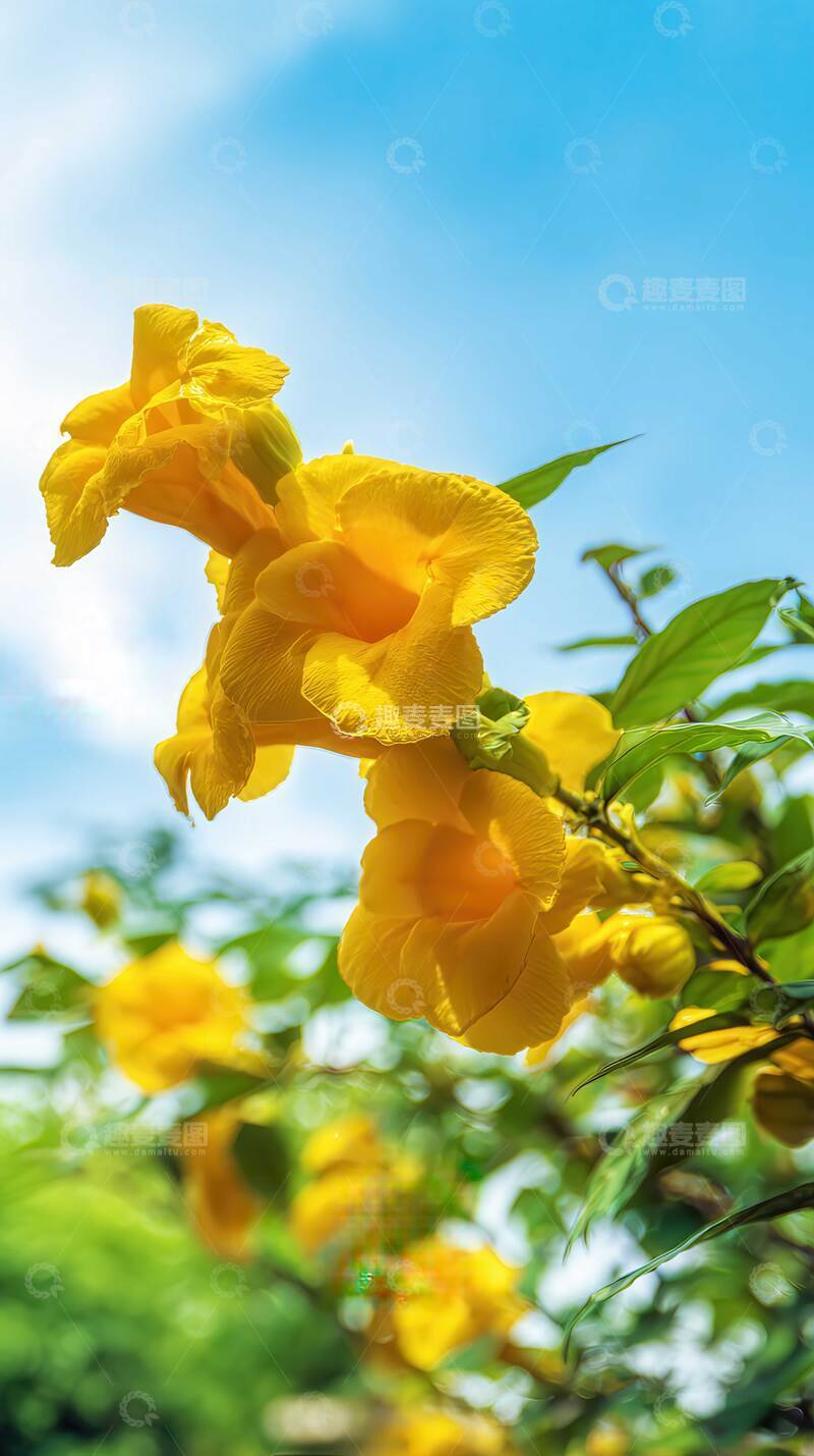 高清大图下载【趣麦麦图】花  丹焰  荣翎  