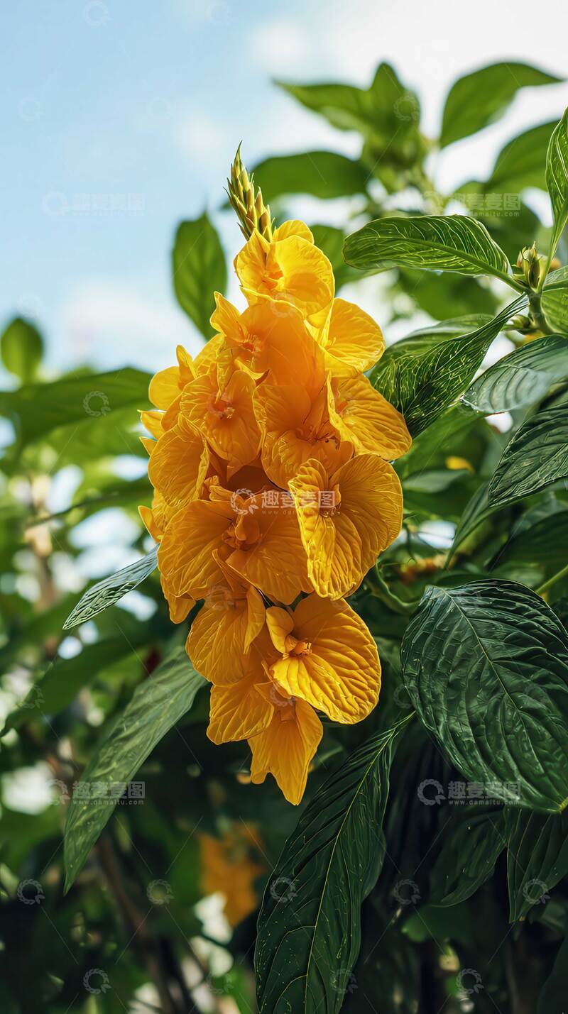 高清大图下载【趣麦麦图】鸡冠花  丹绸  绛焰 