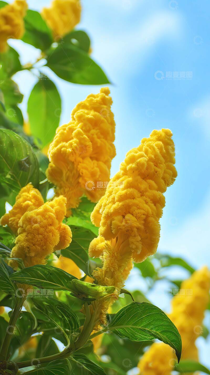 高清大图下载【趣麦麦图】鸡冠花  荣旌  焰冠  