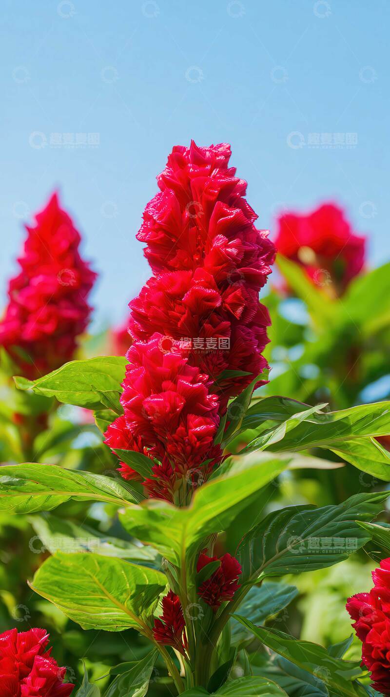 高清大图下载【趣麦麦图】鸡冠花  绛霞  赤炬  
