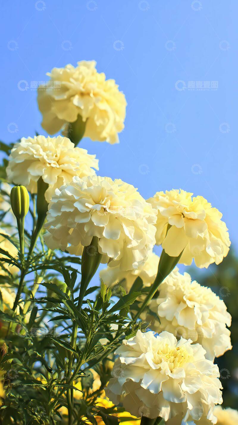 万寿菊  金盏  欢颜  