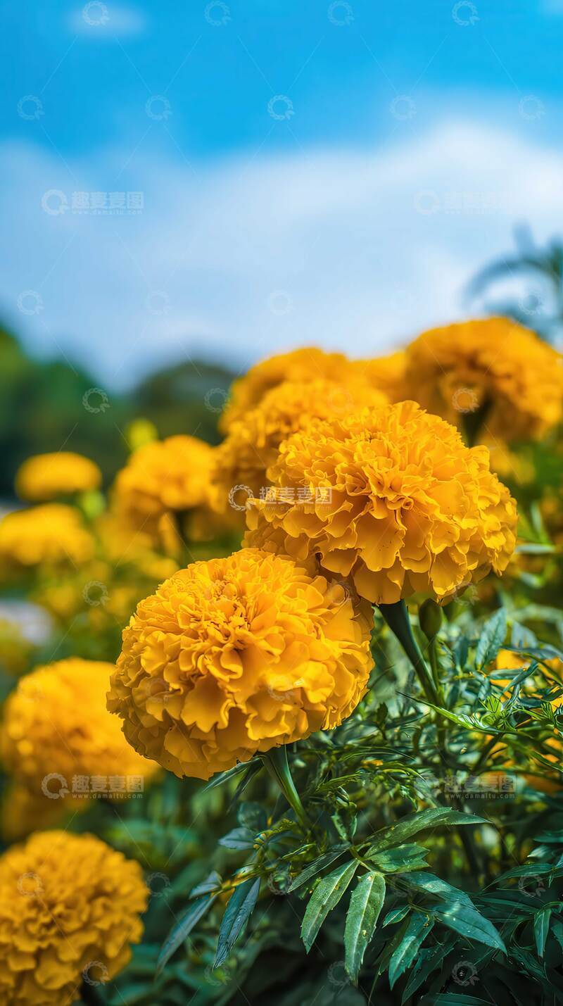 高清大图下载【趣麦麦图】万寿菊  煌煌   炬丛