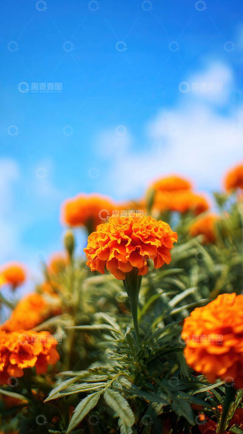 高清大图下载【趣麦麦图】万寿菊  瑞瓣  金辉