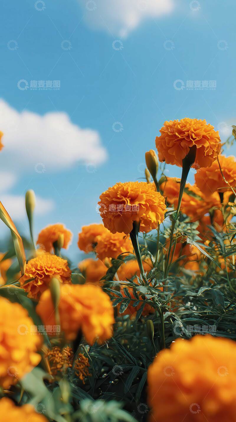 高清大图下载【趣麦麦图】万寿菊  团锦  耐久