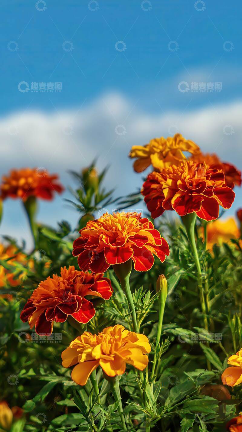 高清大图下载【趣麦麦图】万寿菊  锦团  橙焰  