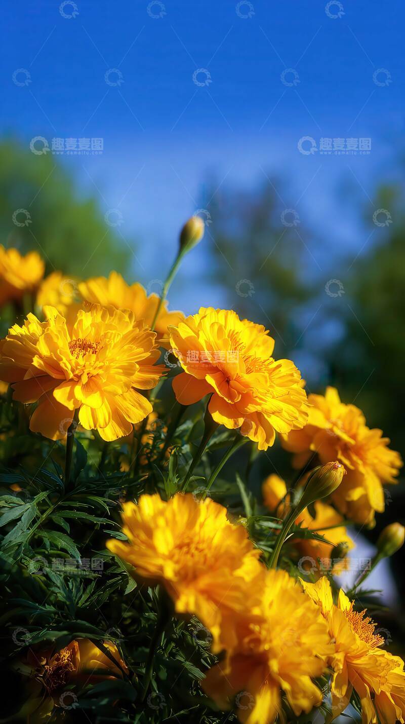 万寿菊  秋光   延龄