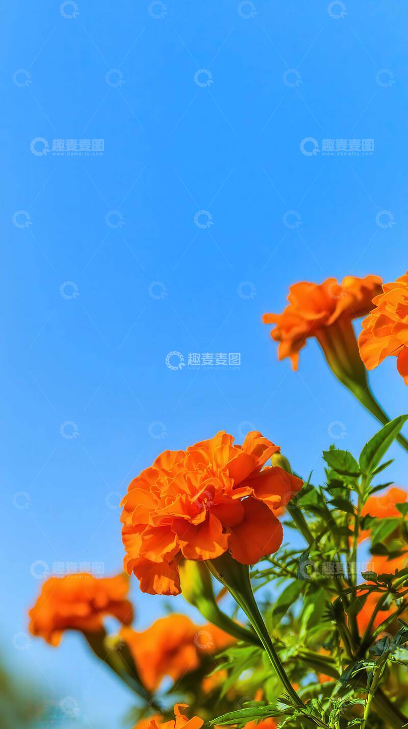 万寿菊  瑞瓣  福禄