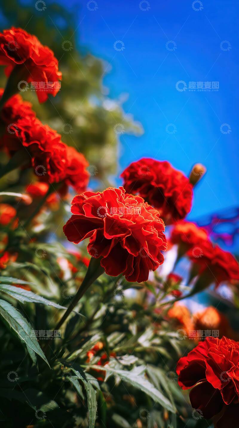 万寿菊  团锦  郁烈 