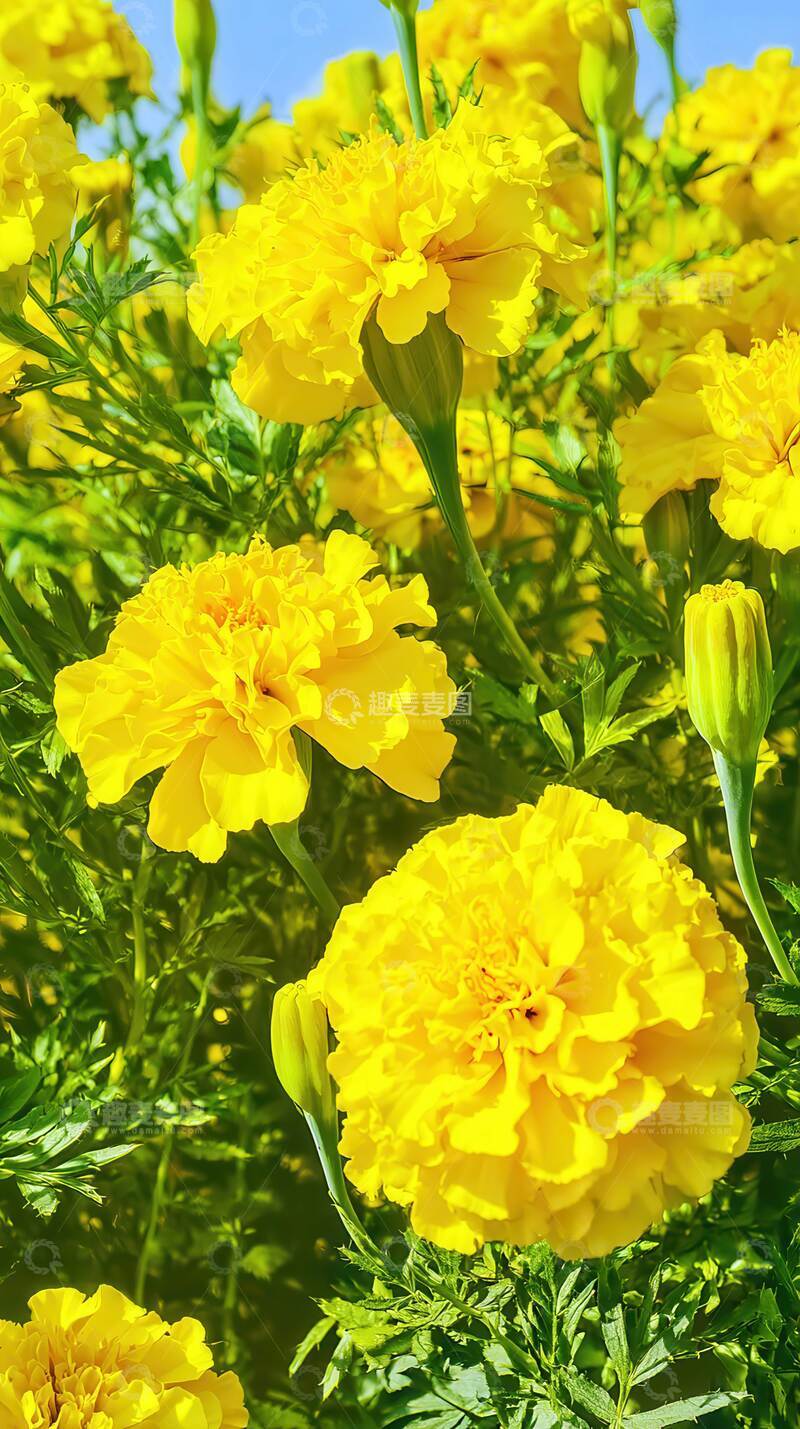 高清大图下载【趣麦麦图】万寿菊  团锦  祯祥