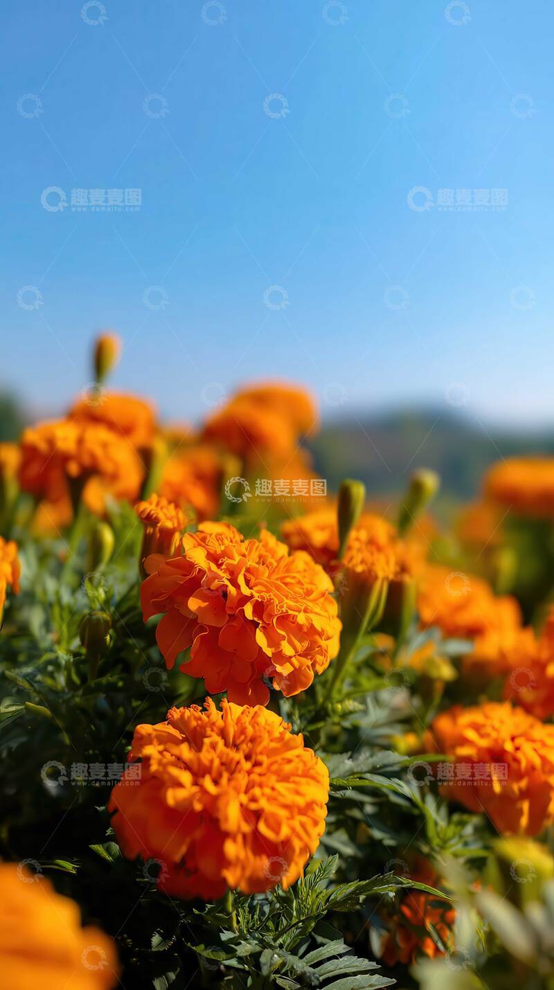 高清大图下载【趣麦麦图】万寿菊  团锦  嘉祥 