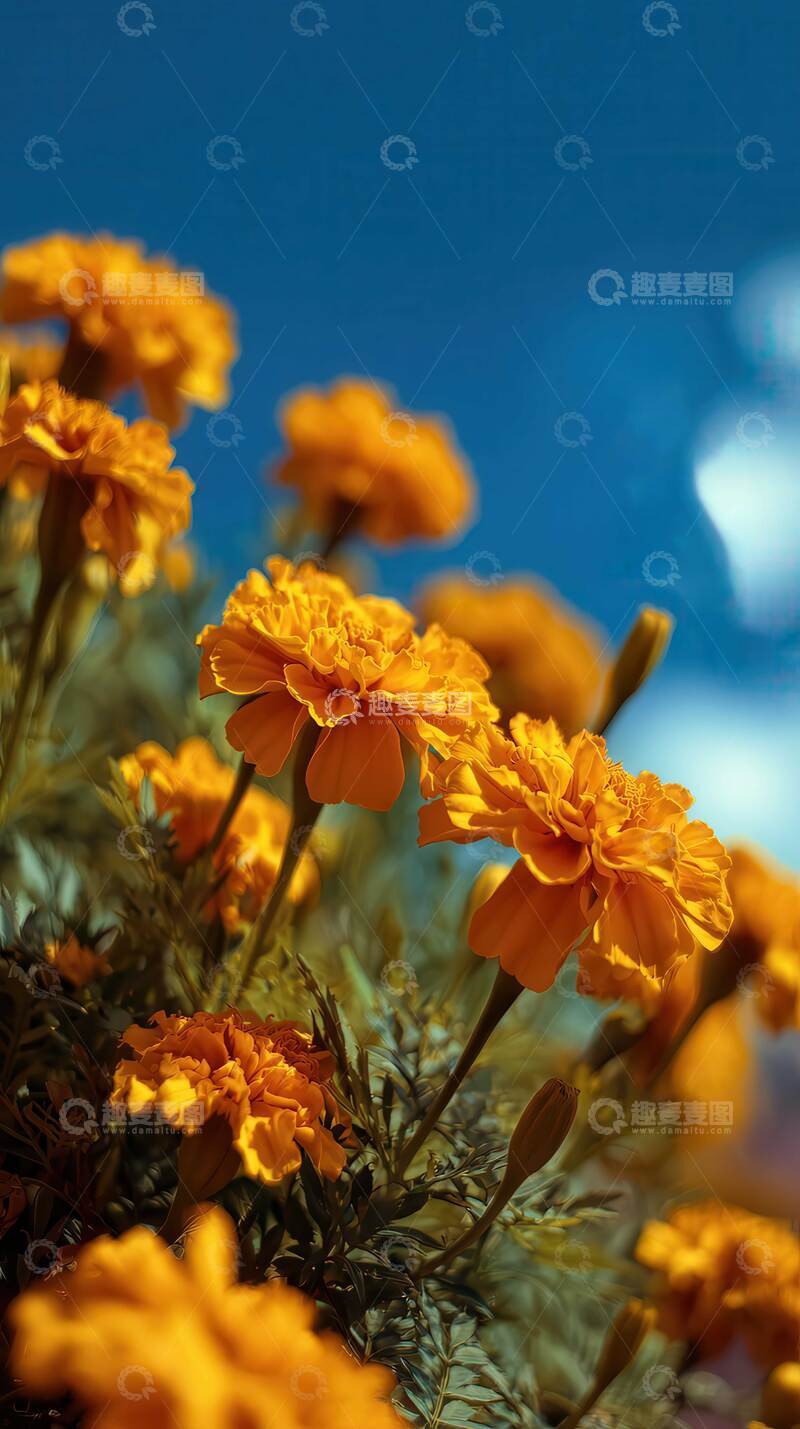 高清大图下载【趣麦麦图】万寿菊  煌煌   吉庆