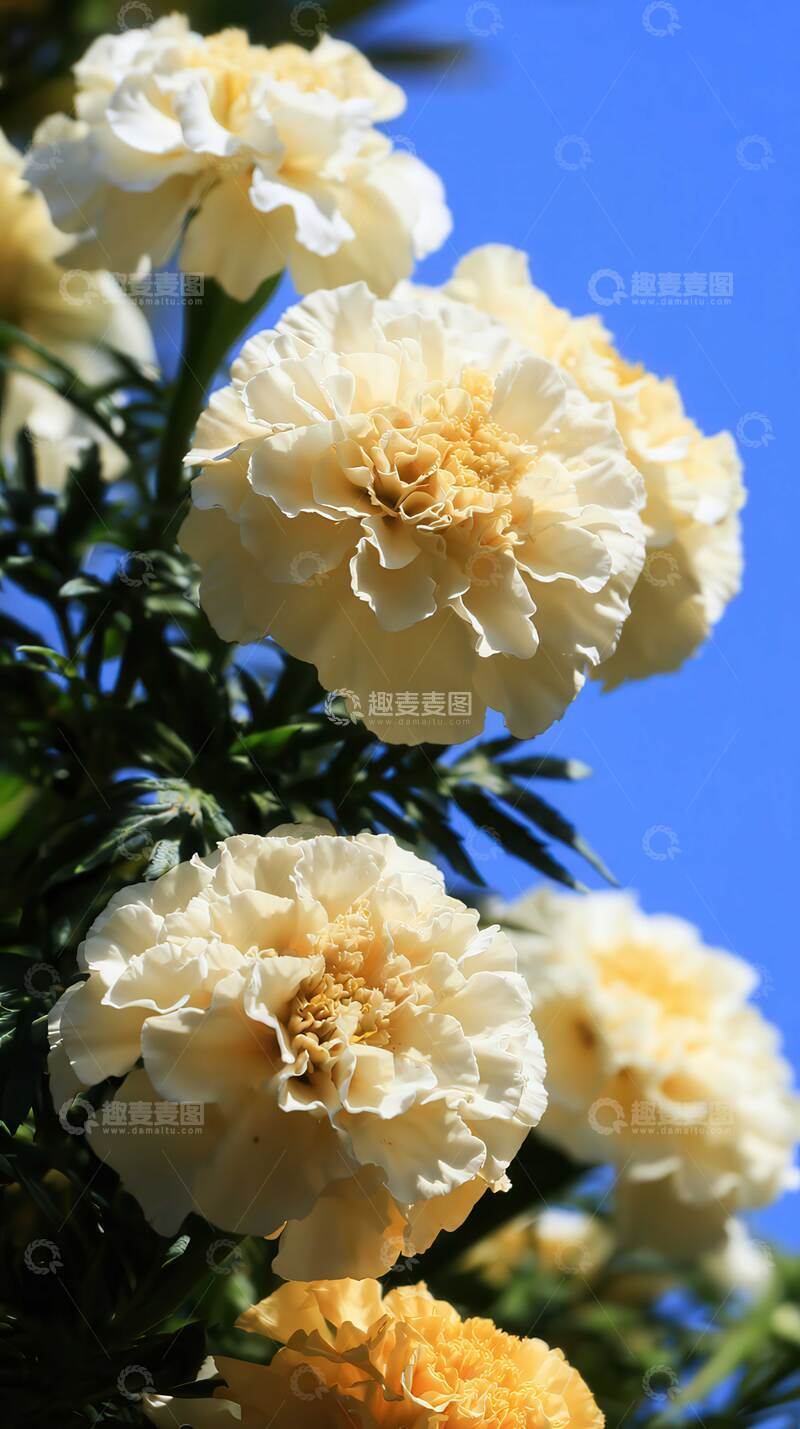 高清大图下载【趣麦麦图】万寿菊  浓馥  橙焰  