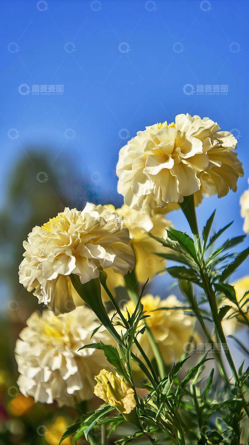 高清大图下载【趣麦麦图】万寿菊  金盏  灿灿  