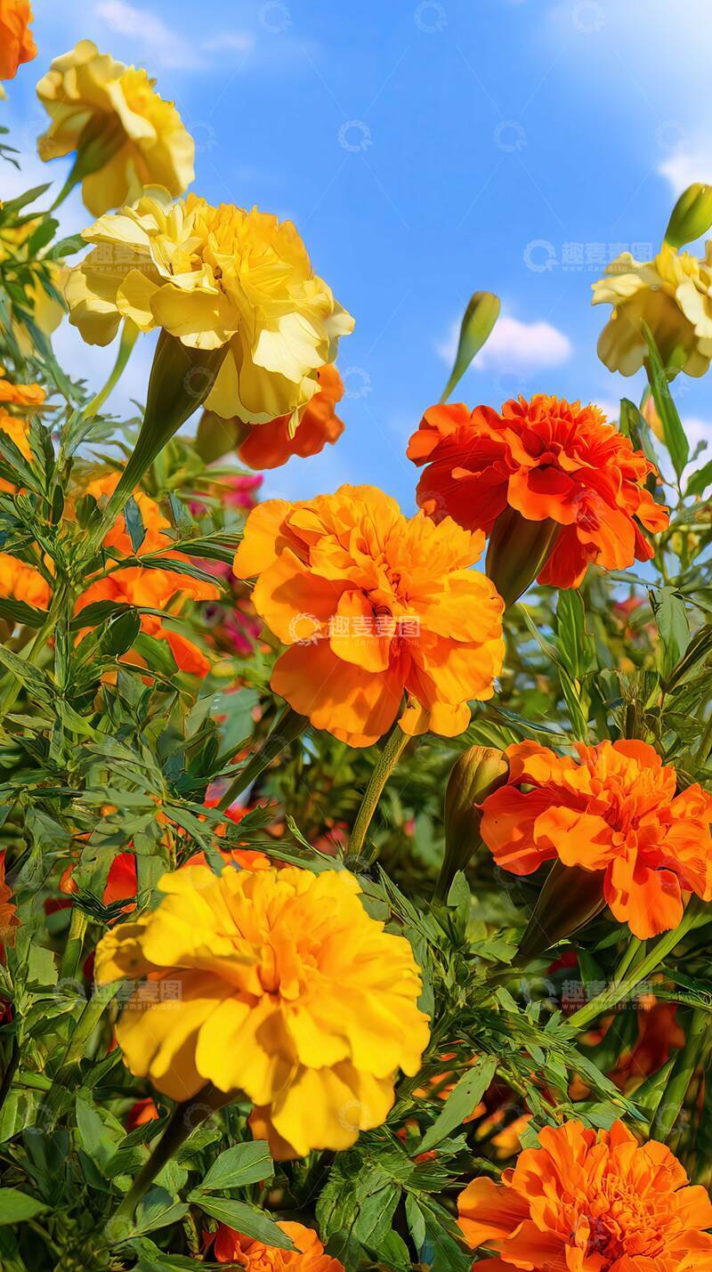 高清大图下载【趣麦麦图】万寿菊  福禄  炽心