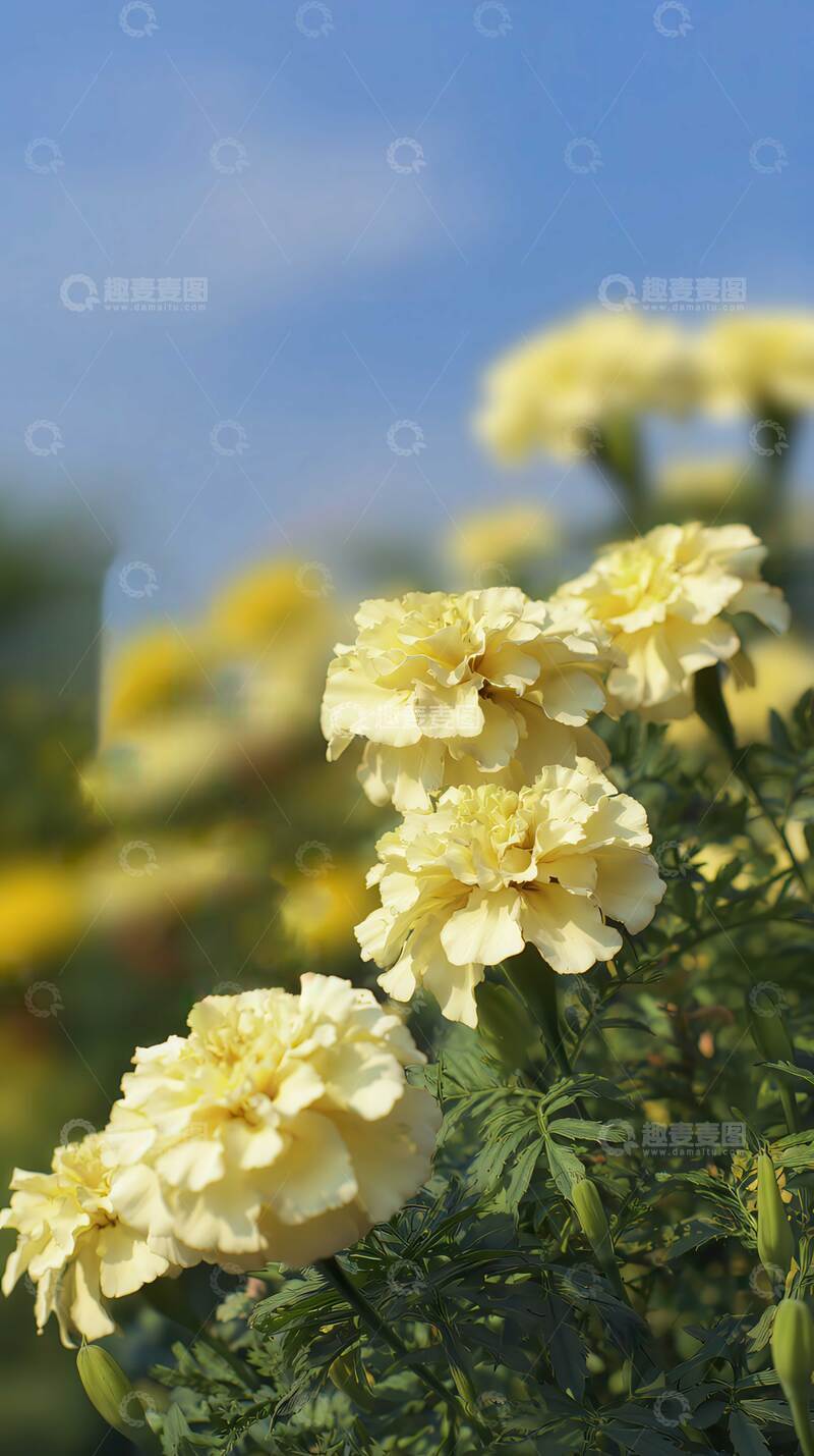 高清大图下载【趣麦麦图】万寿菊  团锦  橙晖