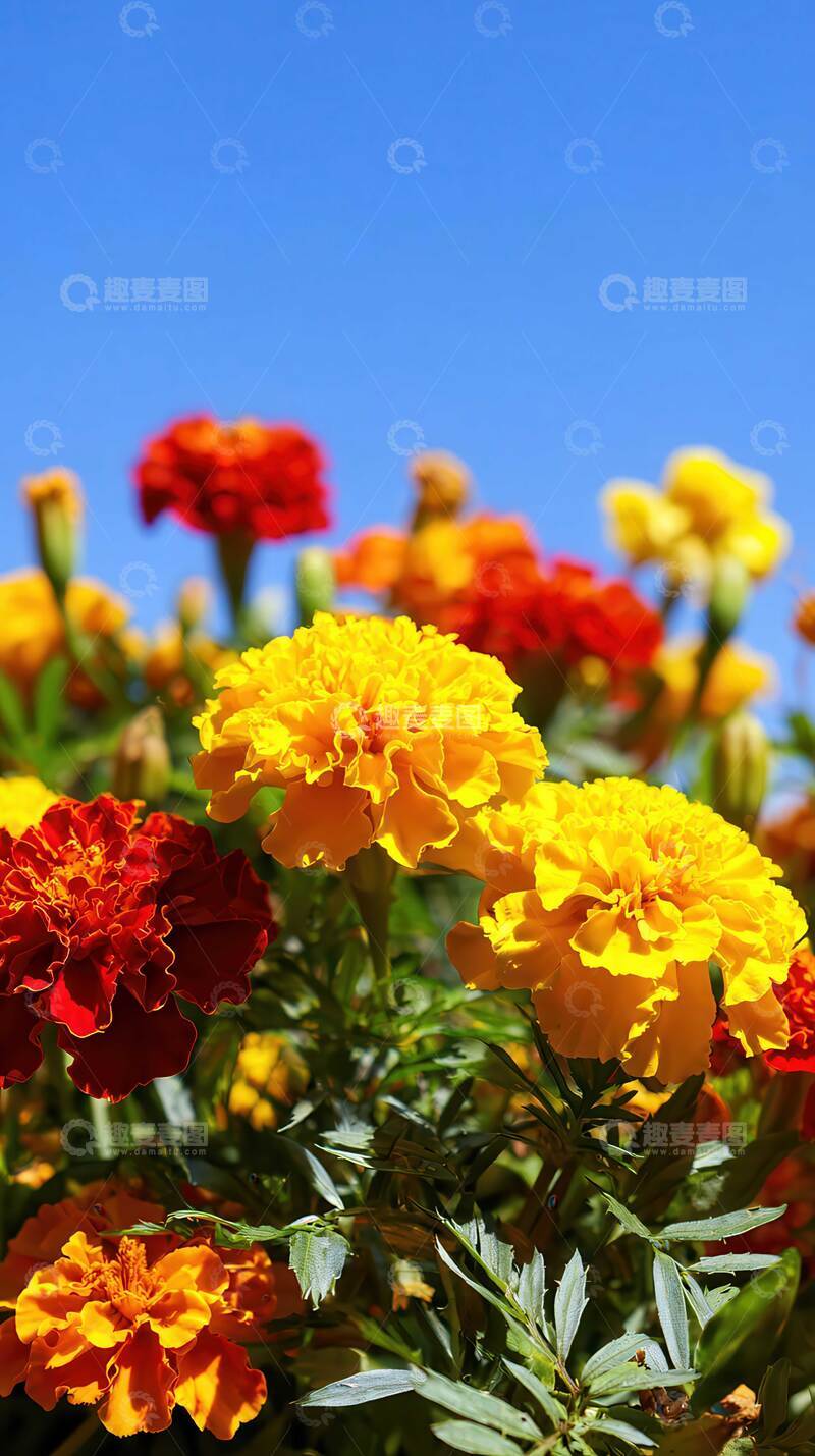 高清大图下载【趣麦麦图】万寿菊  煌煌   康宁