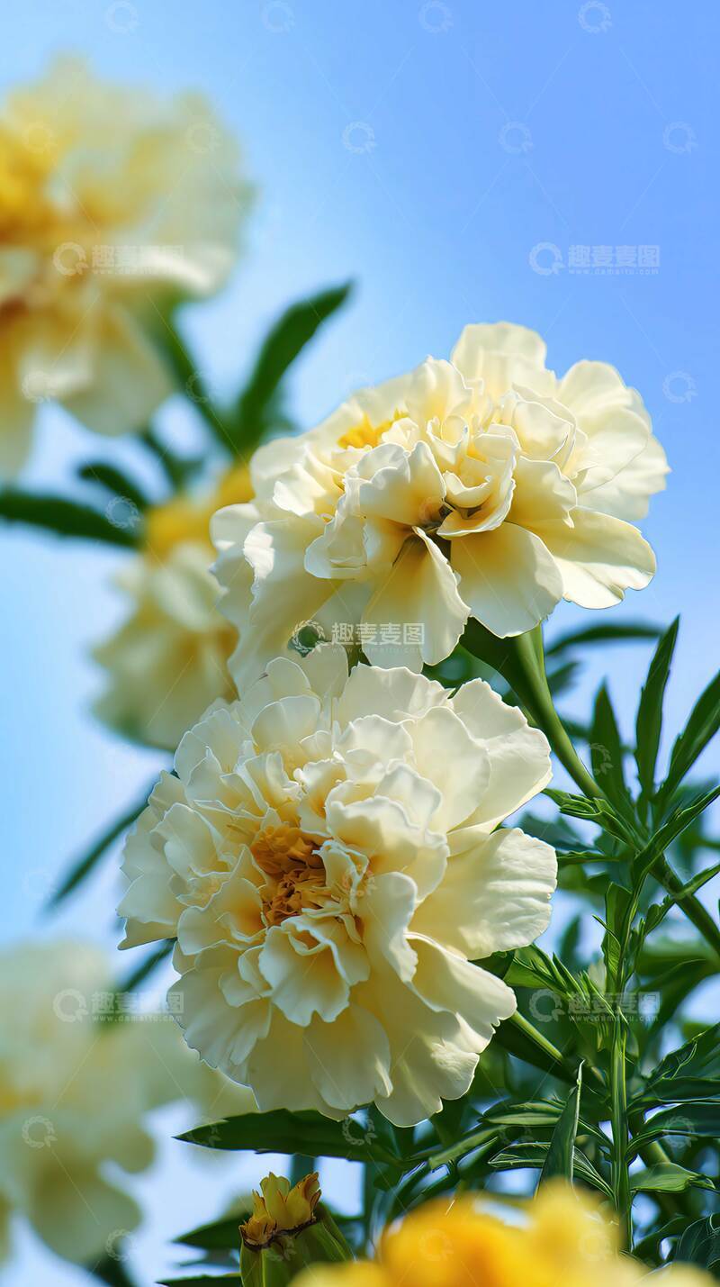 高清大图下载【趣麦麦图】万寿菊  金盏  熙阳  