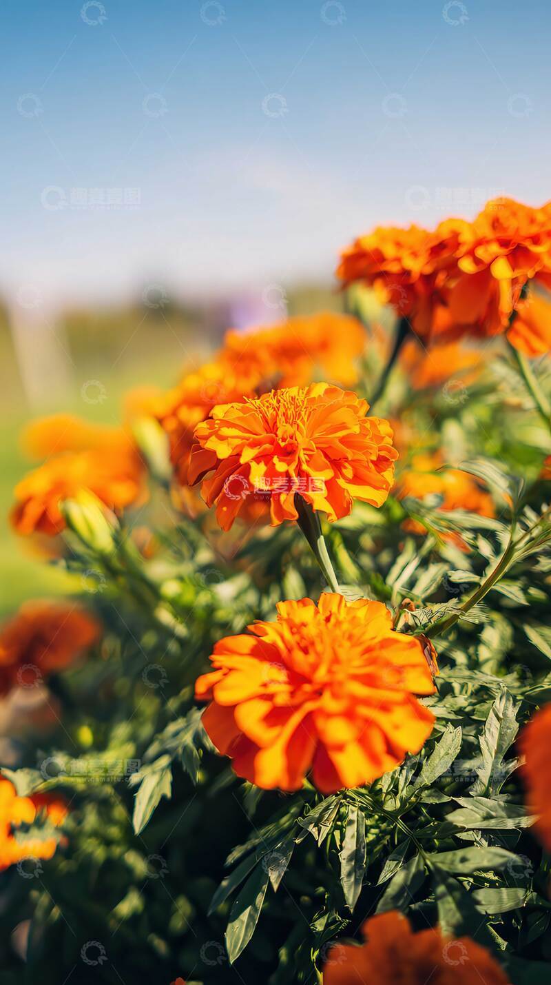 高清大图下载【趣麦麦图】万寿菊  瑞瓣  祥云