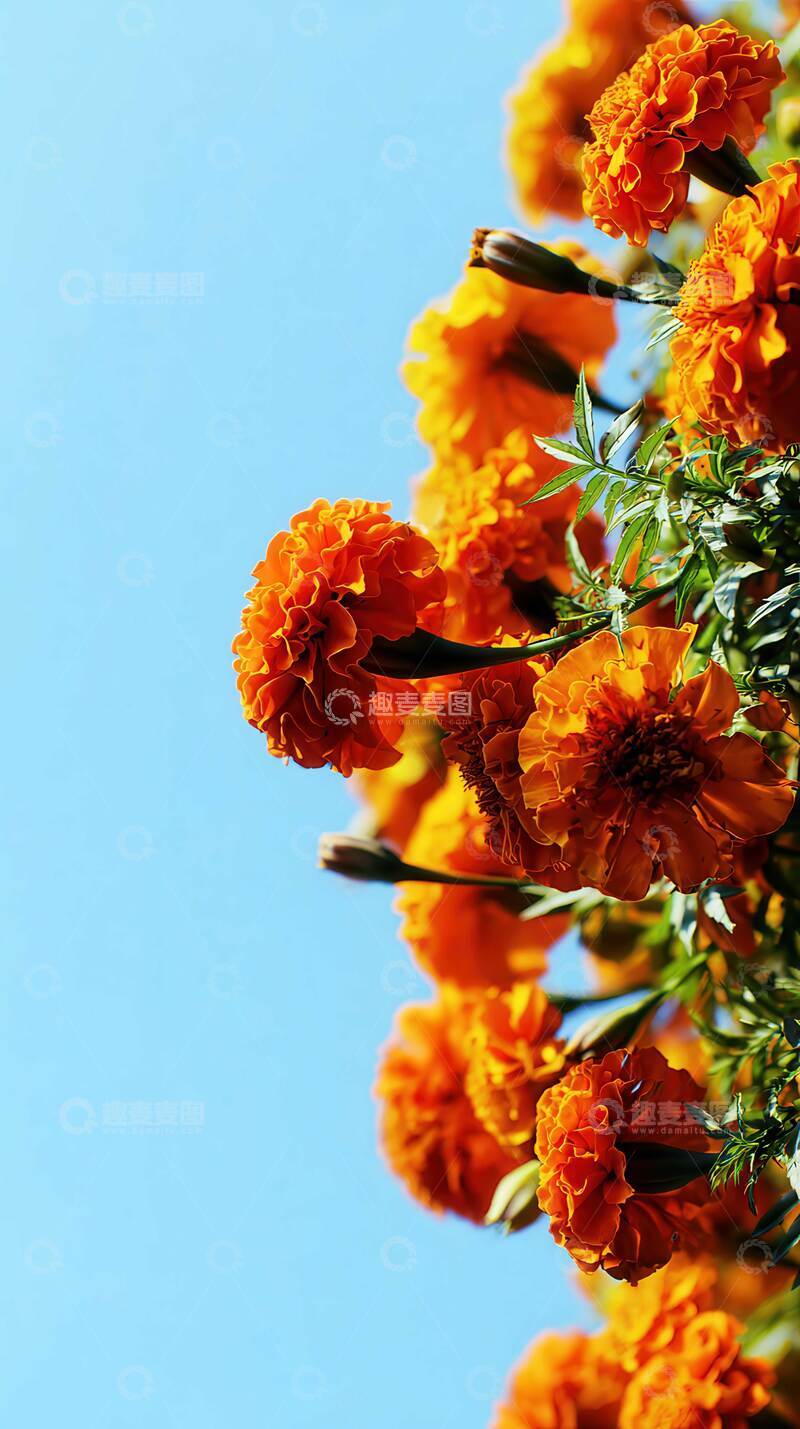 万寿菊  瑞瓣  芳烈