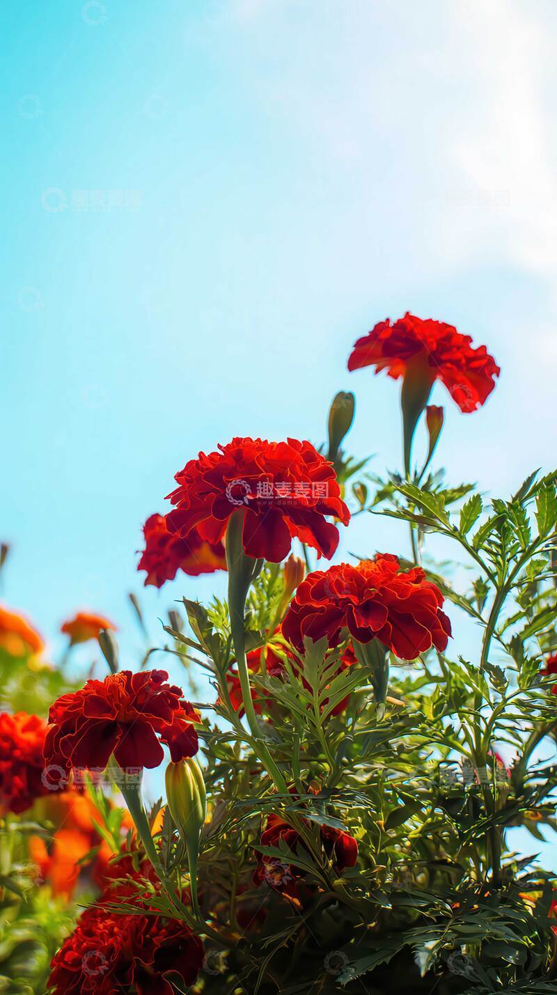 高清大图下载【趣麦麦图】万寿菊  锦冠  芳醴  