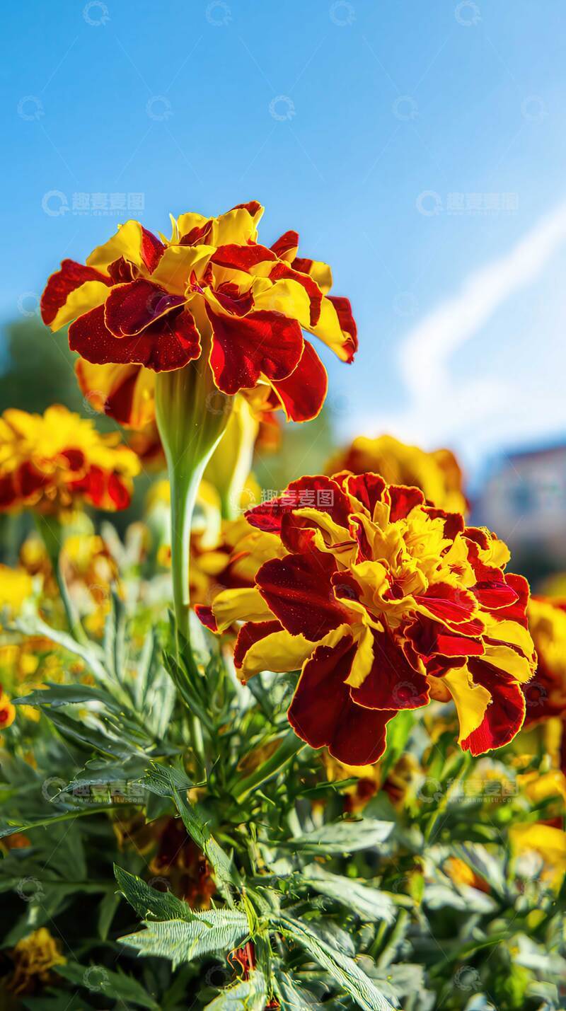 高清大图下载【趣麦麦图】万寿菊  锦冠  暄暖