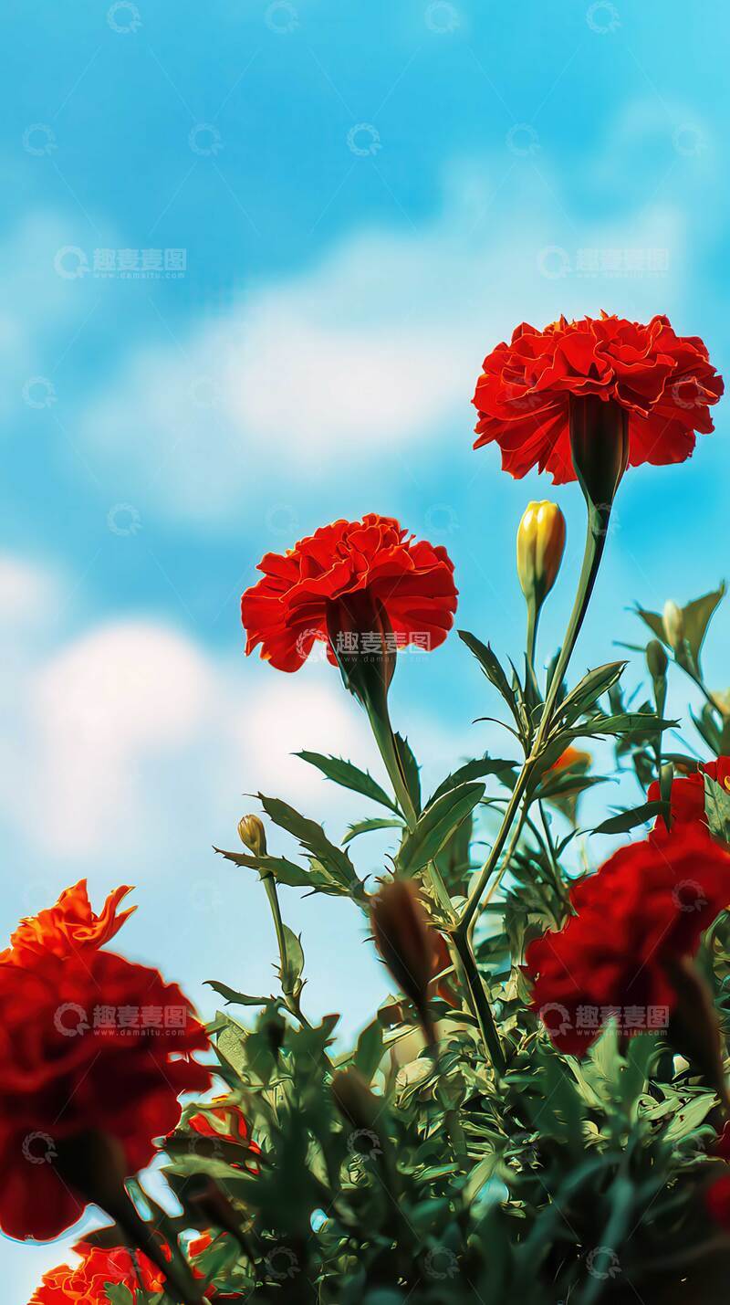 高清大图下载【趣麦麦图】万寿菊  锦冠  吉兆  