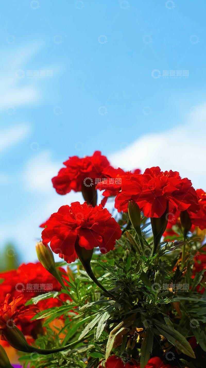 高清大图下载【趣麦麦图】万寿菊  锦冠  安康 