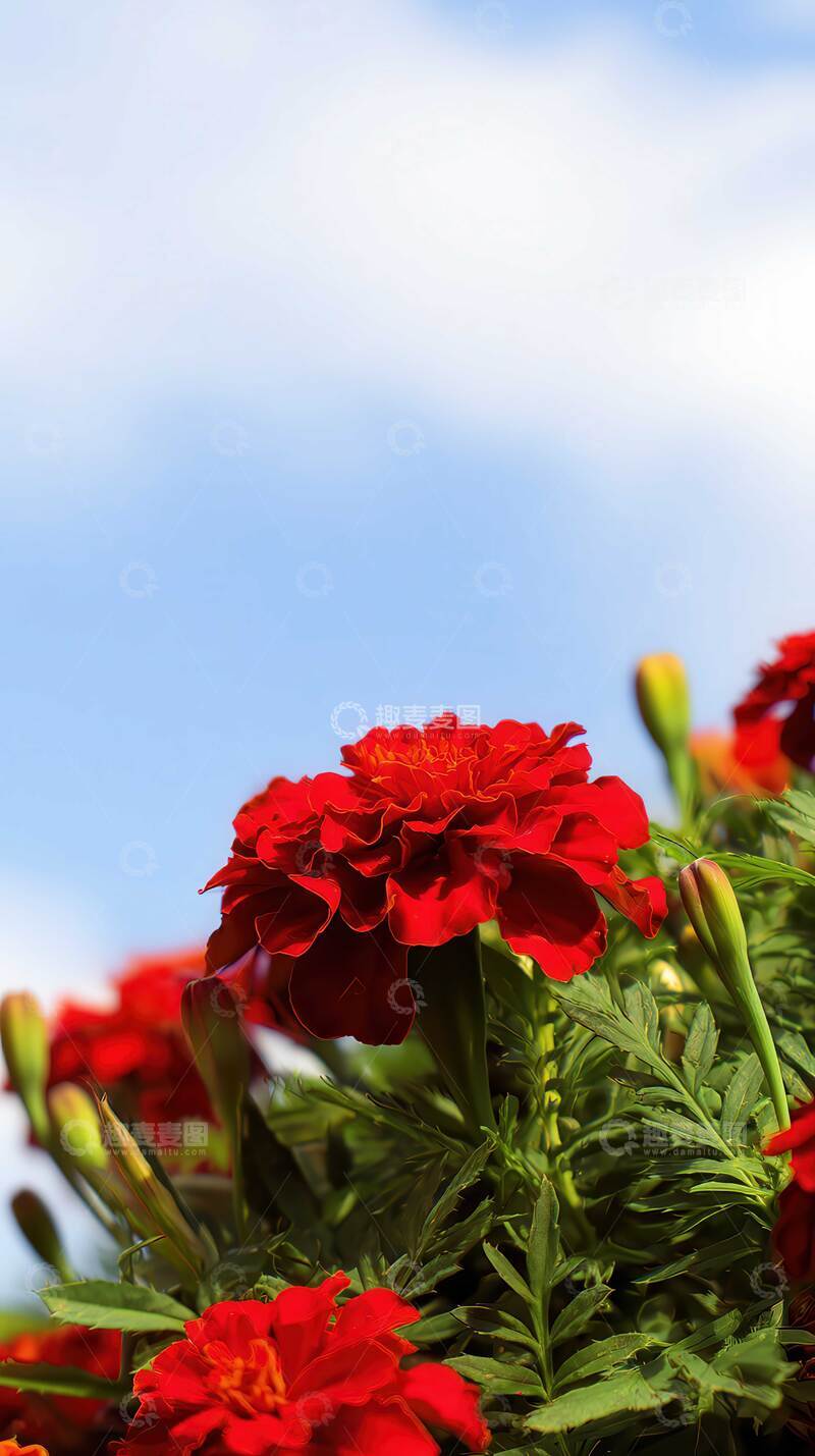 高清大图下载【趣麦麦图】万寿菊  锦冠  簇锦  