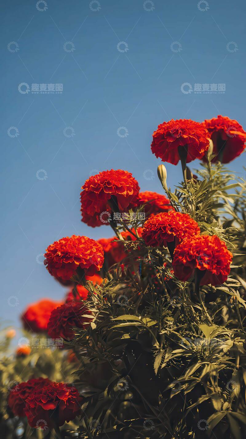 高清大图下载【趣麦麦图】万寿菊  锦冠  辉光  