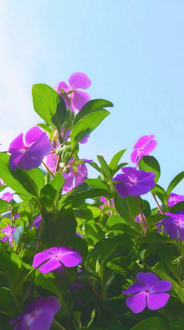 凤仙花   胭脂  急儿  