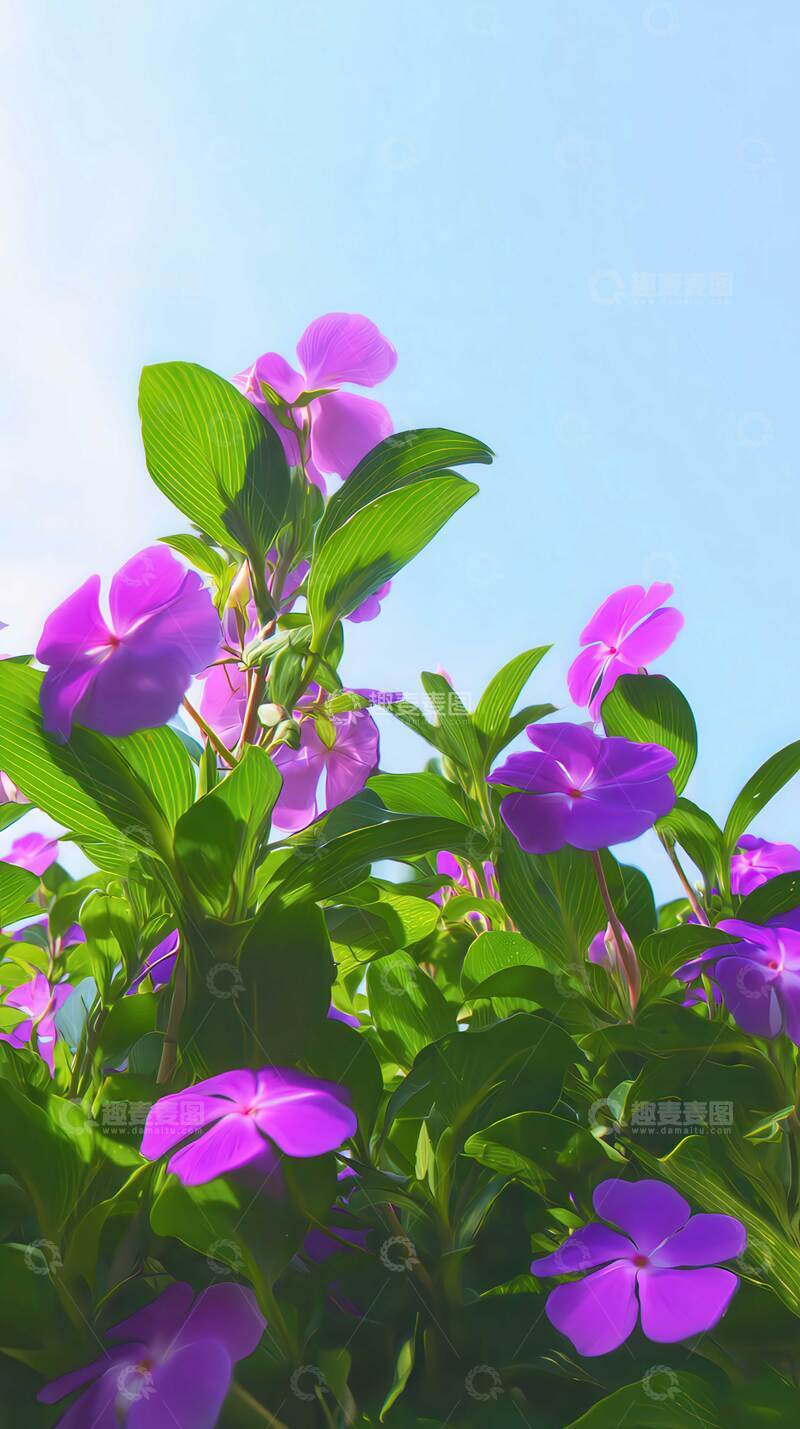 高清大图下载【趣麦麦图】凤仙花   胭脂  急儿  