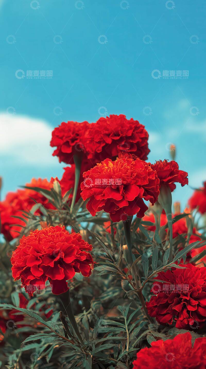 高清大图下载【趣麦麦图】万寿菊  锦冠  橙锦  