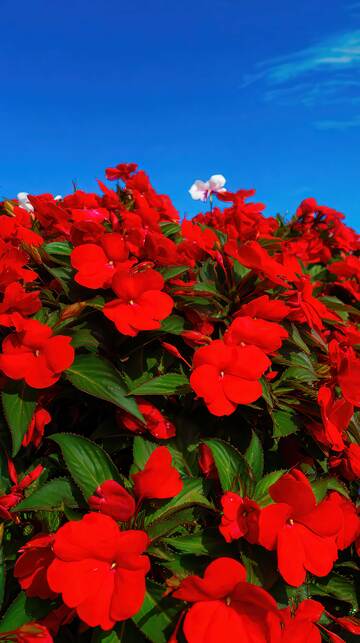 凤仙花   丹蔻  嫣红  