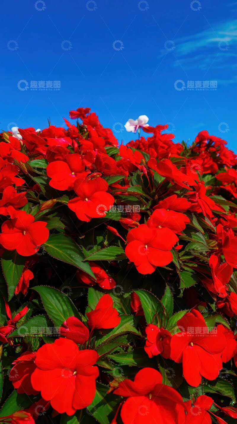 高清大图下载【趣麦麦图】凤仙花   丹蔻  嫣红  