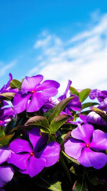 凤仙花   玲珑  急儿  