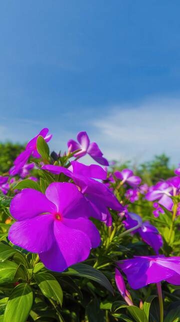 凤仙花   丹蔻  翩跹   