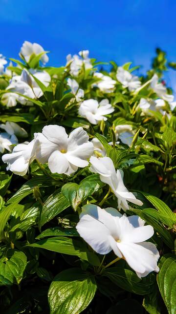 凤仙花   丹蔻  胭脂