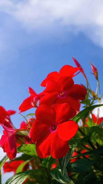 凤仙花   丹蔻  触炸  