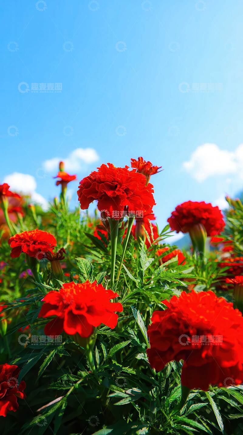 高清大图下载【趣麦麦图】万寿菊  锦冠  华盖  