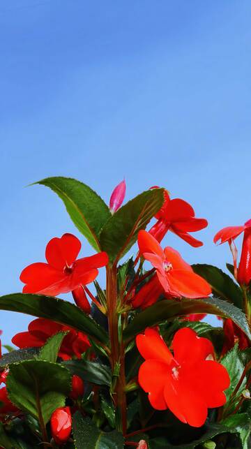 凤仙花   丹蔻  霓裳  