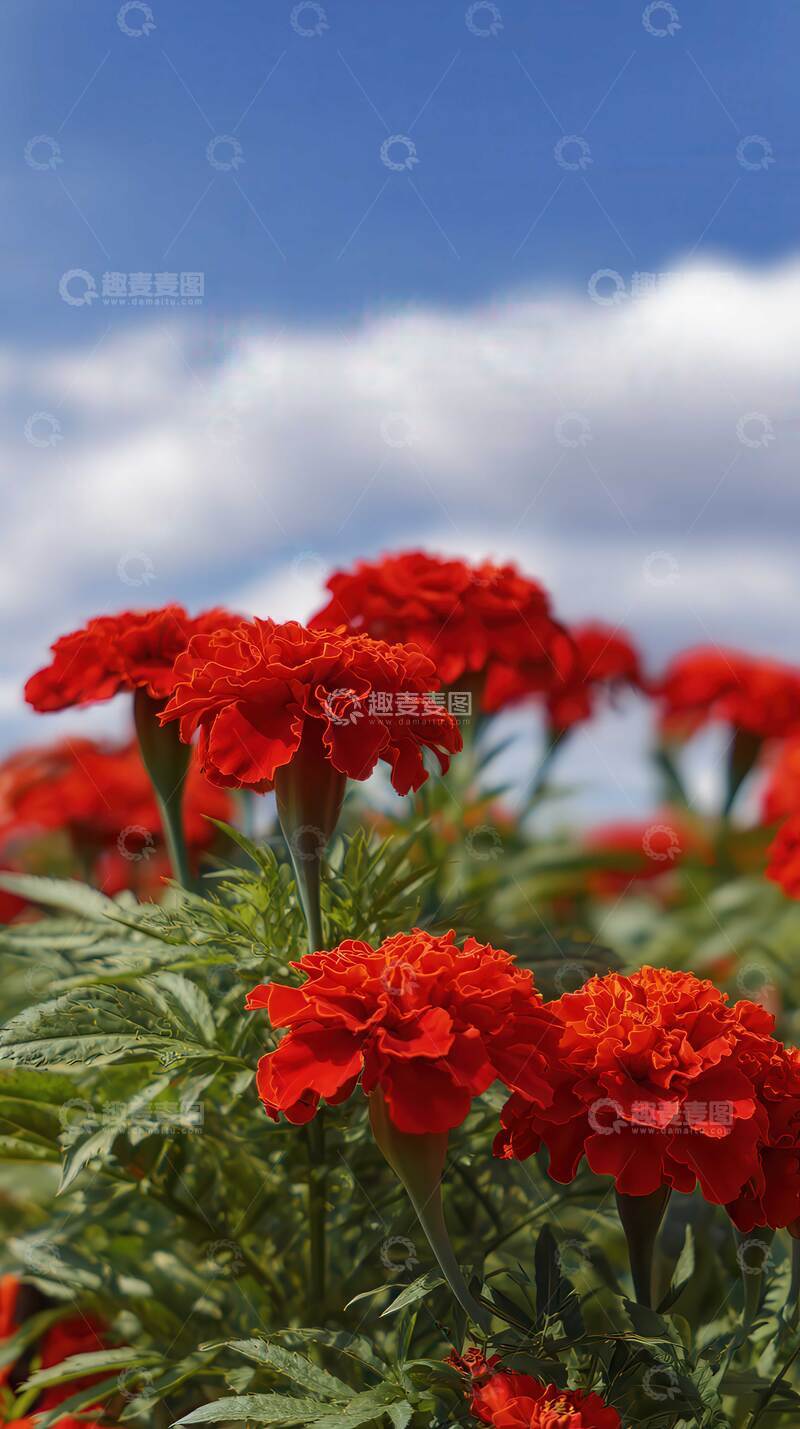 万寿菊  锦冠  鹤寿  