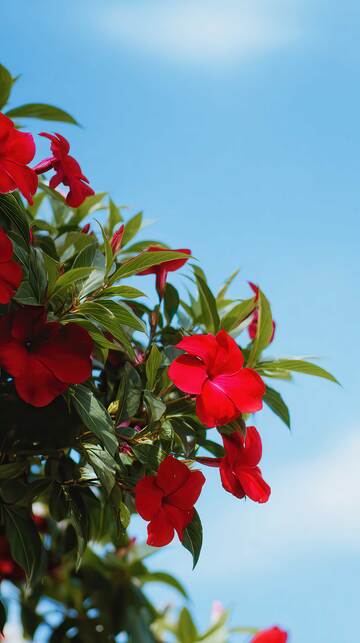 凤仙花   丹蔻  玲珑  